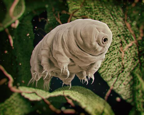 Tardigrade, vodeni medved Tardigrade, vodeni medved