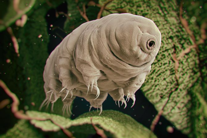 Tardigrade, vodeni medved