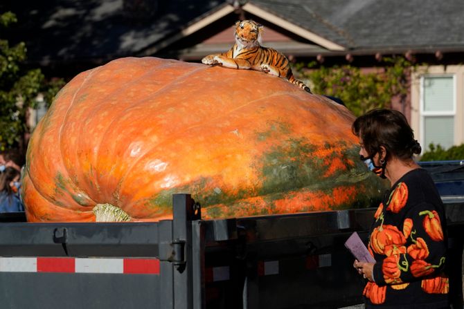 Bundeva, pumpkin
