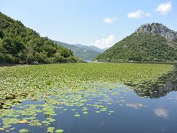 Skadarsko jezero