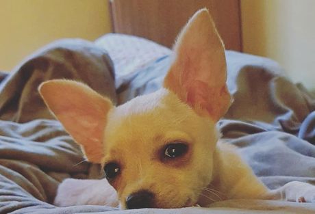Chihuahua Raya Chihuahua Raya