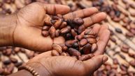 Skok cene u jednom danu: Kakao postao skuplji od bakra, prodaje se za više od 9.000 dolara po toni