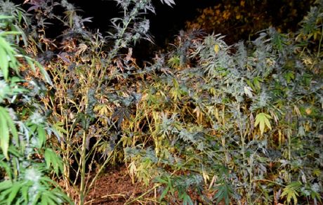 zaplena, marihuana, Novi Sad zaplena, marihuana, Novi Sad