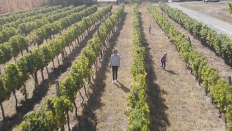 Oplenački vinogradi Oplenački vinogradi
