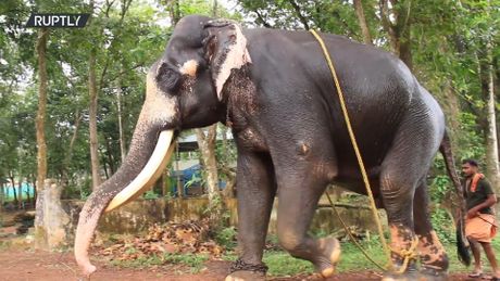 Najstariji slon na svetu, Ginisov rekorder