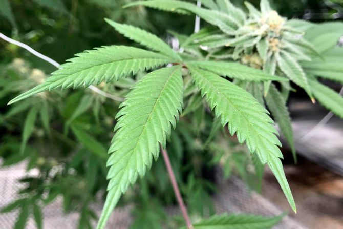 Medicinska marihuana, SAD, Medical Marijuana New Mexico Medicinska marihuana, SAD, Medical Marijuana New Mexico
