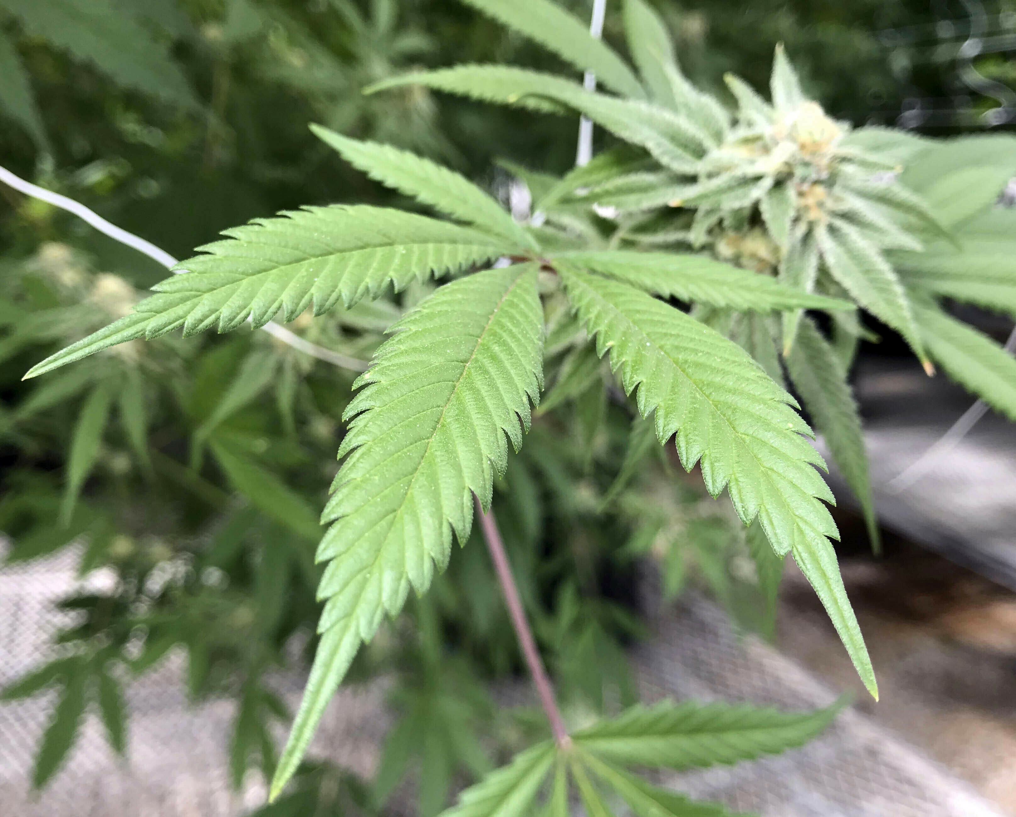 Rekreativno korišćenje narkotika poveća rizik od moždanog udara kod mladih