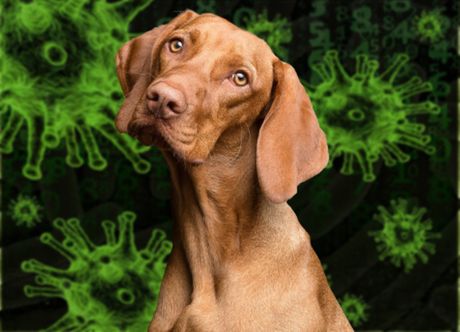 Pas, korona virus Pas, korona virus