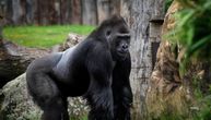 Ni gorile ne vole kišu! Pogledajte urnebesan snimak iz zoo vrta u Londonu