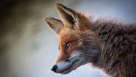 Šta znači sanjati lisicu: Ako žena sanja ovu životinju, njena ljubavna veza može biti ugrožena