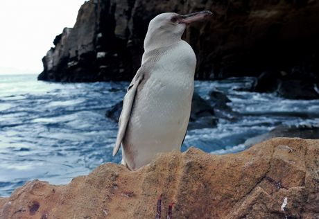Beli pingvin, Galapagos Beli pingvin, Galapagos
