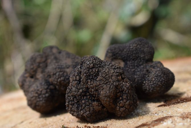 truffles, tartufi,