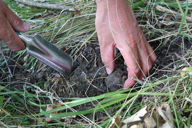 truffles, tartufi,