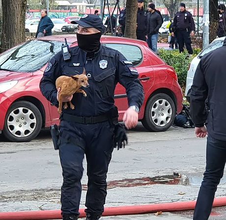 Požar Novi Sad spasavanje psa Požar Novi Sad spasavanje psa