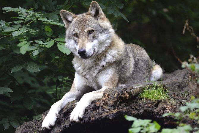 Vuk, vukovi, zivotinje Vuk, vukovi, zivotinje