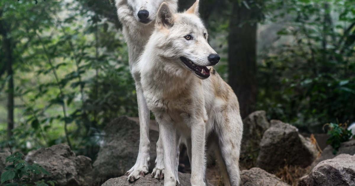Zapalio vatru da otera vukove, pa spalio 7,5 hektara šume