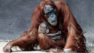 Orangutani leče rane nanošenjem lekovitog bilja