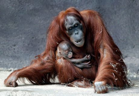 Orangutanica i mladunče, Czech Republic Orangutans