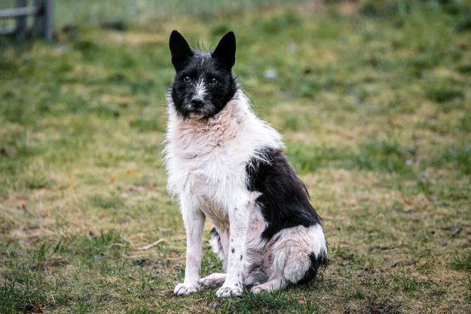 Estonija, pas spomenik psu lutalici lutalica Zorik , One Good Thing Estonia Stray Dog