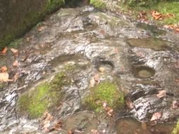 Sveti Sava, stope, izvor, Guča