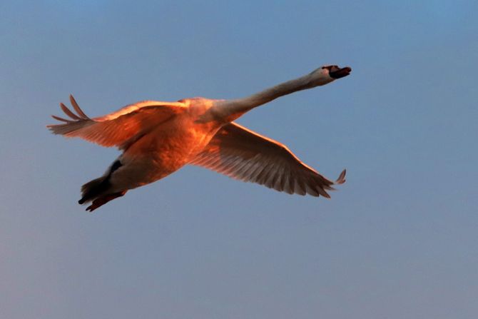 sunčan dan, svitanje, Novi SAD DUNAV LABUDOVI