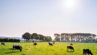 Evropska zemlja razmatra da ubije 200.000 goveda u naredne tri godine: Odgovor na klimatske promene