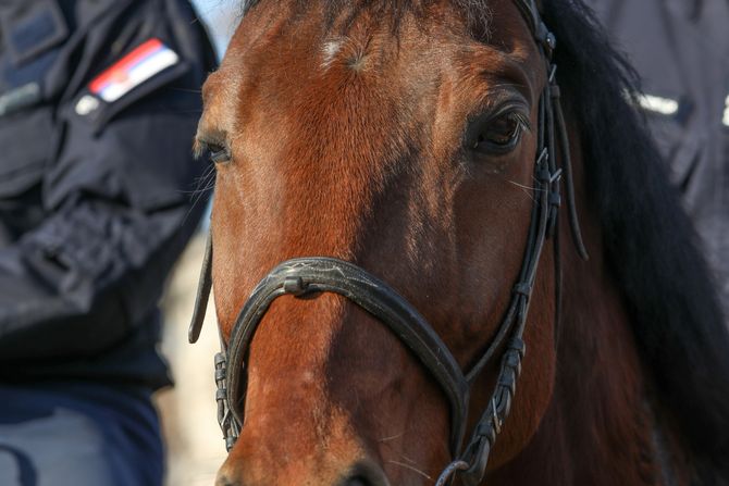 Četa konjanika Policijske brigade