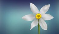Šta znači sanjati belo cveće: Da li ste u potrazi za savršenstvom?