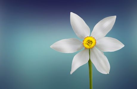 beli cvet
