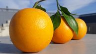 Uragani, mrazevi i opasna bolest uništili rod narandže: Da li nas čeka skok cena ovog voća?