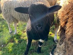 Crna ovca  ♥ ❤  ♥