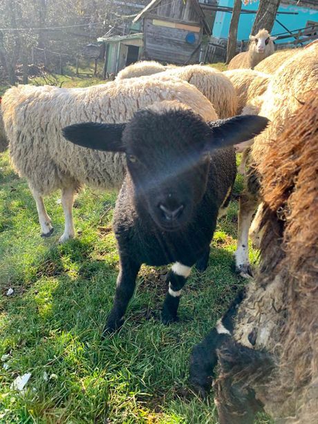 Crna ovca  ♥ ❤  ♥ Crna ovca  ♥ ❤  ♥