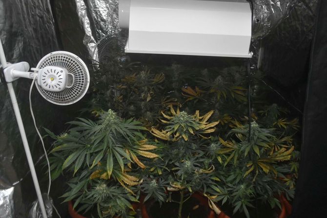 Hapšenje, Novi Sad, marihuana Hapšenje, Novi Sad, marihuana