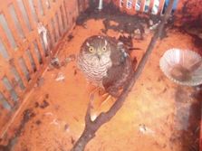 Kobac, Vladičin Han