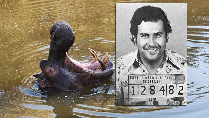 Kolumbija će eutanazirati desetine nilskih konja: Loše naslađe kralja kokaina Pabla Eskobara