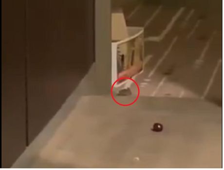 Mali miš u hotelu u Melburnu