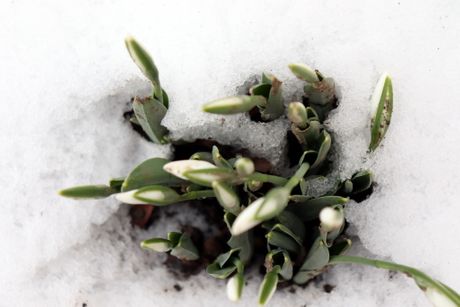 Procvetale visibabe Procvetale visibabe