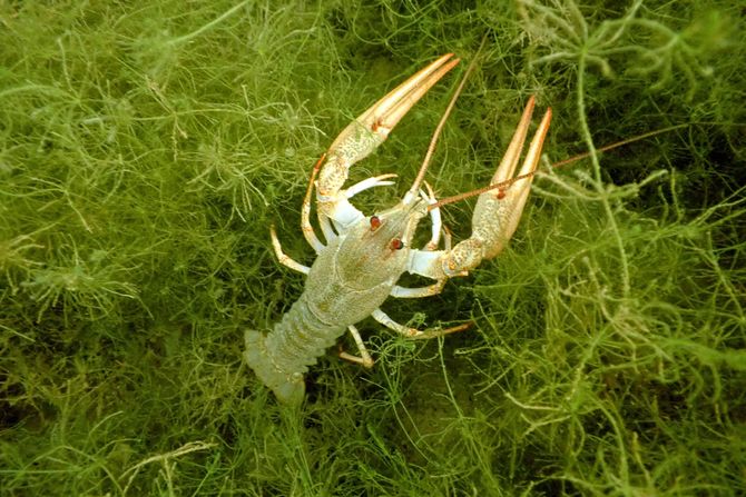 Рак c 5. Стадии онкологических заболеваний. Онкология стадии и степени. Рак c 5. Стадии рмж классификация.