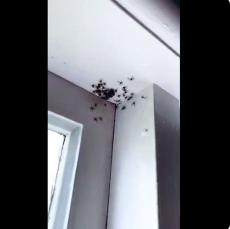 Pauci Pauci