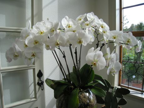 biljka orhideja stan dom kuća
