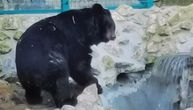 Medvedi u zoo vrtu u Finskoj ove sezone spavali samo šest sedmica