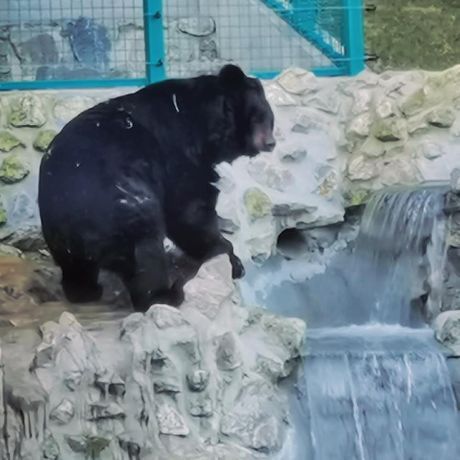 Zoološki vrt, medved