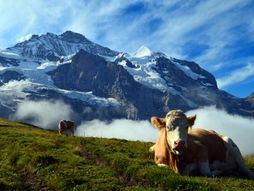 alpi, švajcarska