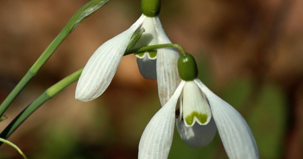 Stiglo nam je proleće koje sa sobom donosi sneg: Danas obdanica i noć ...