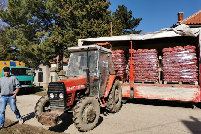 Krompir poljoprivreda selo Gornji Branetići