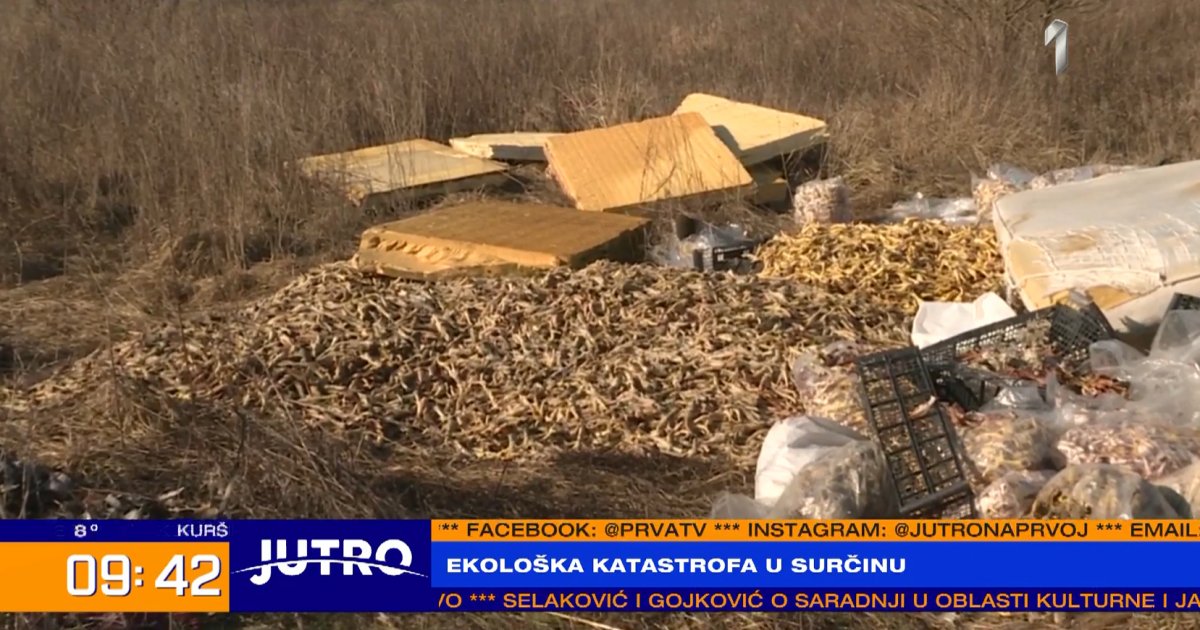 Smrad i užas kod Surčina: Tone iznutrica preti da podzemnim vodama zagadi vodu koju pijemo - Telegraf.rs