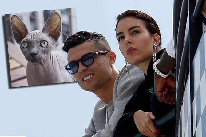 Kristijano Ronaldo, Cristiano Ronaldo, Giorgina Rodriguez, Georgina Rodrigez mačka