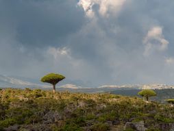 Sokotra, Jemen; Foto: Alan Mandić/ustupljena fotografija