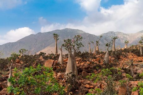 Sokotra, Jemen; Foto: Alan Mandić/ustupljena fotografija