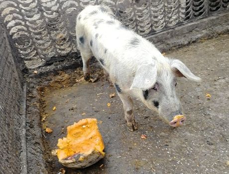 Pegava svinja - resavka